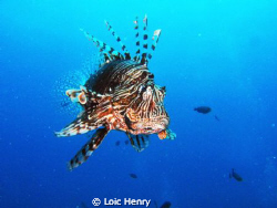 Lion fish by Loic Henry 